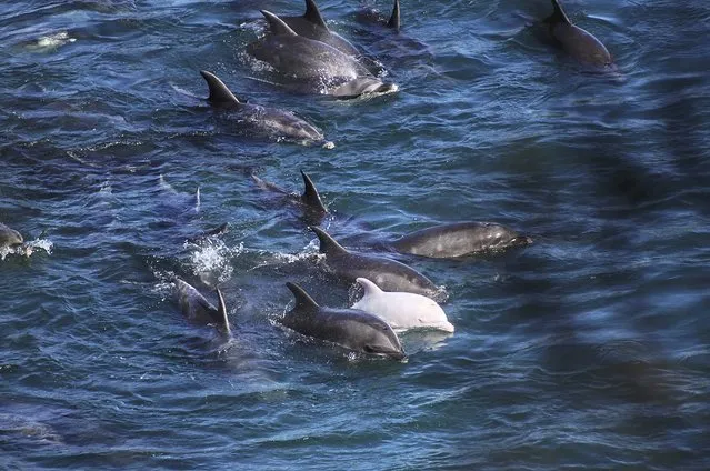 In this Friday, January 17, 2014 photo provided by Sea Shepherd Conservation Society Tuesday, January 21, 2014, a rare albino calf swims with its mother as bottlenose dolphins are confined in nets by fishermen in Taiji, western Japan. Japanese fishermen have finished killing some of the 250 dolphins trapped recently in what activists say was the biggest roundup they have witnessed in the last four years. (Photo by Sea Shepherd Conservation Society)