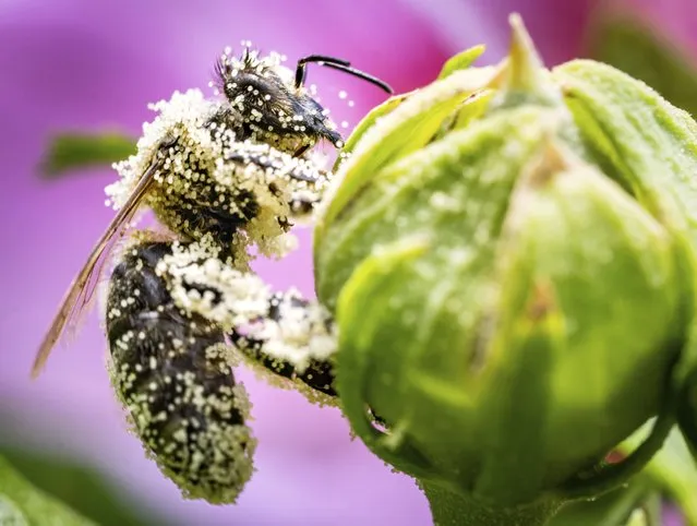 A bee covered with pollen rests on the bud of a hibiscus bush in a Frankfurt garden. in Frankfurt, Germany, Monday, July 25, 2022. (Photo by Frank Rumpenhorst/dpa via AP Photo)