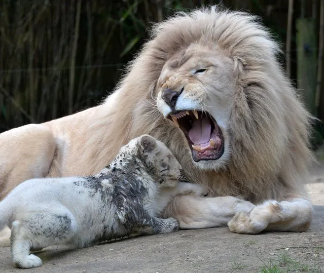 A white lion cub, three-month old is pictured next to his father Yabu, at the zoo in La Fleche, northwestern France, on march 8, 2016. (Photo by Jean-Francois Monier/AFP Photo)