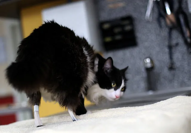 A picture shows Pooh the cat using his two bionic legs to walk in Sofia's Central Vet Clinic, Bulgaria, January 31, 2017. (Photo by Stoyan Nenov/Reuters)