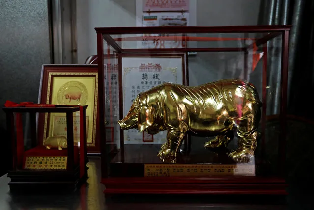 Trophy for the "holy pig" contest, is seen before a “holy pig” sacrificial ceremony, at Sanxia district, in New Taipei City, Taiwan February 1, 2017Tyrone Siu