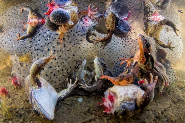 Nature, singles winner: Frogs with their legs severed struggle to the surface, surrounded by frogspawn, after being thrown back into the water in Covasna, Romania. (Photo by Bence Mate/World Press Photo 2019)