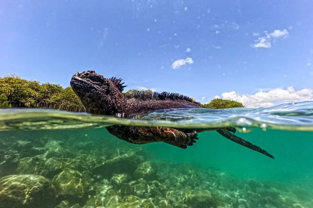 A marine iguana (Amblyrhynchus cristatus) is seen in Tortuga Bay at Santa Cruz Island, part of the Galapagos archipelago in Ecuador, on March 6, 2024. Greenpeace on March 11, 2024, urged governments to ratify a UN treaty for ocean protection to allow for the creation of a world-first marine protected area in the high seas around Ecuador's famous Galapagos archipelago. (Photo by Ernesto Benavides/AFP Photo)