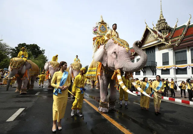 Elephants are paraded outside the Grand Palace in honor of Thailand's King Maha Vajiralongkorn following his coronation ceremony in Bangkok, Thailand, Tuesday, May 7, 2019. (Photoby Rapeephat Sitichailapa/AP Photo)