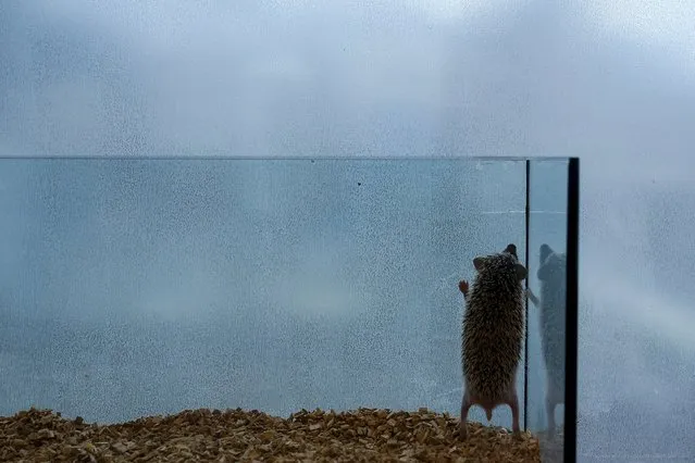 A hedgehog stands up in a glass enclosure at the Harry hedgehog cafe in Tokyo, Japan, April 5, 2016. (Photo by Thomas Peter/Reuters)