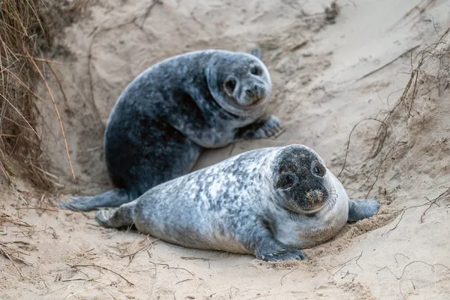Grey seal pups on the beach at Horsey in Norfolk on Sunday, January 15, 2023, as the pupping season draws to a close at one the UK's most important sites for the mammals. (Photo by Joe Giddens/PA Images via Getty Images)