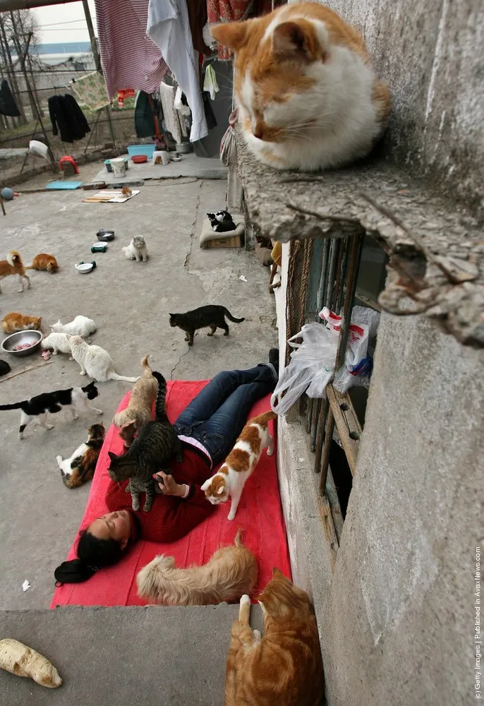 Animal Lover Duo Zirong's Family And Their Adopted Cats