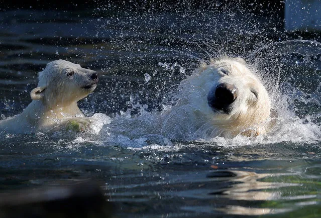 Female Polar bear cub Nanuq (polar bear in the Inuit language), born on November 7, 2016, plays in the water with it's mother Sesi during it's first presentation to the public to mark the international polar bear day at the zoo of Mulhouse, France, February 27, 2017. (Photo by Vincent Kessler/Reuters)