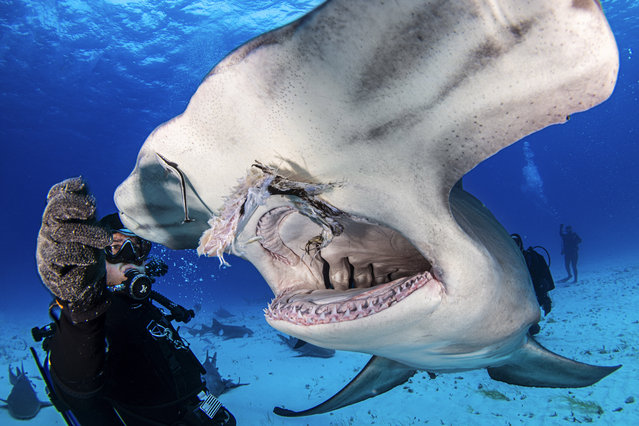 This jaw-dropping footage shows one brave diver getting up close and personal with a group of sharks as he feeds them a long-awaited meal. Ken Kiefer from Houston, Texas captured his friend, Jake, reaching right into the mouth of a hammerhead. (Photo by Ken Kiefer/Caters News Agency)