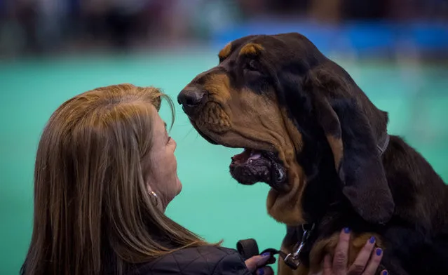 A blood hound reacts as he waits to be taken to the show ring on the first day of Crufts Dog Show at the NEC Arena on March 09, 2017 in Birmingham, England. (Photo by Matt Cardy/Getty Images)