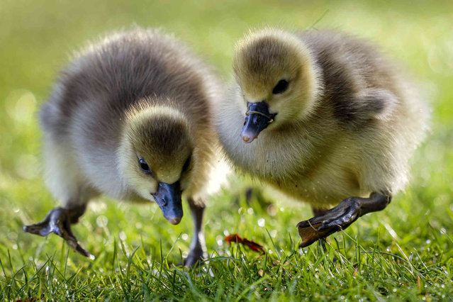 Goslings walk in a meadow in Frankfurt, Germany, Saturday, April 13, 2024. (Photo by Michael Probst/AP Photo)