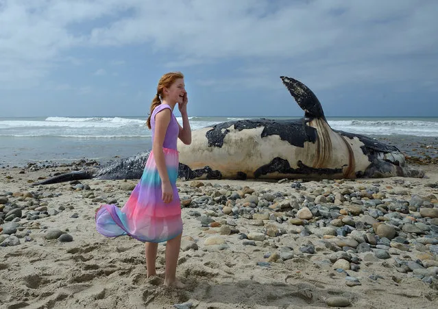 A girl calls to her mom as she stands near a dead whale on the shore Monday morning, April 25, 2016, on the cobblestone beach at Lower Trestles on San Onofre State Beach, just south of San Clemente, Calif. (Photo by Jeff Gritchen/The Orange County Register via AP Photo)