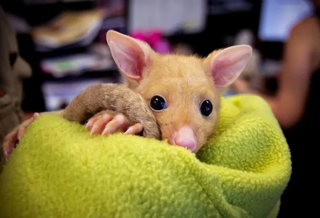 Golden Brushtail Possum