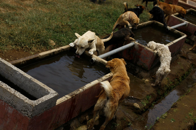 Stray dogs drink water after a walk at Territorio de Zaguates or “Land of the Strays” dog sanctuary in Carrizal de Alajuela, Costa Rica, April 20, 2016. (Photo by Juan Carlos Ulate/Reuters)