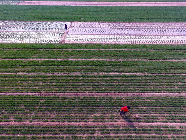 This photo taken on March 15, 2017 shows Chinese farmers working in a wheat field in Chiping county in Liaocheng, east China' s Shandong province. GMOs are essentially banned in China despite their potential for feeding the world' s largest population but the debate over whether to introduce them rages, including at the ongoing annual session of China' s parliament, illustrating sharp divisions amongst the country, as Beijing puts massive financing on research project while a province just decided a 5 year- ban. (Photo by AFP Photo/Stringer)