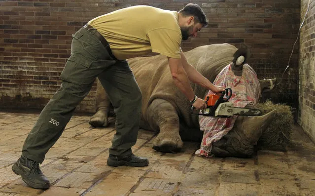 In this picture publicly provided by the zoo Dvur Kralove and taken on Monday, March 20, 2017, in Dvur Kralove, a zoo keeper removes  a horn of  Pamir, a southern white rhino, as one of the safety measures to reduce the risk of any potential poaching attack. The zoo's decision follows the incident in the French Zoo Thoiry, where one of the white rhinos was killed by poachers for its horn in the beginning of March. (Photo by Simona Jirickova/Zoo Dvur Kralove via AP Photo)
