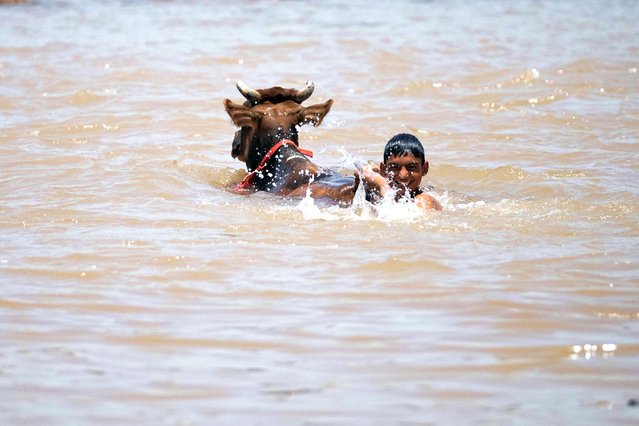 A boy bathes his cattle in the River Tawi on a hot summer day in Jammu, India, Tuesday, May 28, 2024. (Photo by Channi Anand/AP Photo)