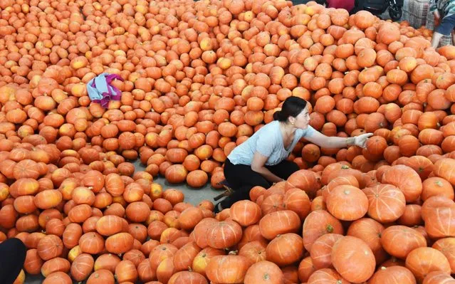 A staff member arranges pumpkins at a logistics park in Shouguang, east China's Shandong Province on August 12, 2019. (Photo by Xinhua News Agency/Barcroft Media)