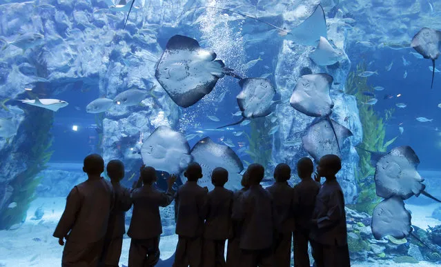Shaven-headed children look at rays at the Lotte World Aquarium in Seoul, South Korea, Wednesday, May 11, 2016. Ten children chose to experience a monk's life for two weeks as a part of program to celebrate Buddha's upcoming 2,560th birthday on May 14. (Photo by Lee Jin-man/AP Photo)