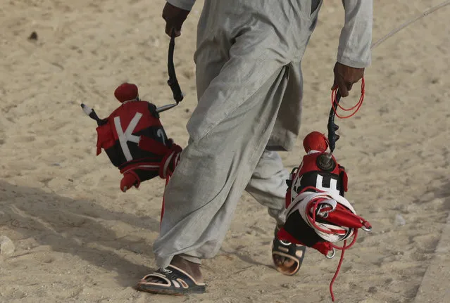 In this Saturday, April 8, 2017 photo, a camel keeper carries robotic jockeys ahead of a race at the Al Marmoom Camel Racetrack, in al-Lisaili about 40 km (25  miles) southeast of Dubai, United Arab Emirates. (Photo by Kamran Jebreili/AP Photo)