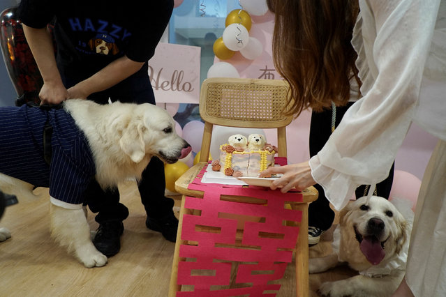 Golden retrievers Bond and Bree wait to eat their wedding cake placed atop a traditional marriage “double happiness” paper cutout, as they get married in Shanghai, China on June 29, 2024. (Photo by Nicoco Chan/Reuters)