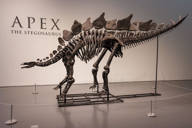 The 150-million-year-old skeleton of a stegosaurus named “Apex”, is displayed at Sotheby's auction house in New York, New York, USA, 10 July 2024. “Apex”, measuring 11 feet tall and over 20 feet long, is the most complete and best preserved large-scale Stegosaurus specimen ever discovered. The fossil is set to be the main piece of Sotheby's Live Natural History Auction on 17 July, carrying an estimate of four to six million US dollars. (Photo by Sarah Yenesel/EPA/EFE)