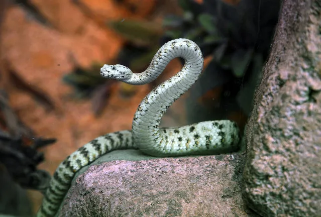 A southwestern speckled rattlesnake, found amid rocks in the Southwestern U.S., is seen at the Los Angeles Zoo during a briefing about the dangers of rattlesnakes Tuesday, May, 13, 2014. The Zoo and California Poison Control System say California residents need to be aware of rattlesnakes that are waking up earlier from hibernation because of the warm weather due to a spring heat wave throughout California. (Photo by AP Photo)