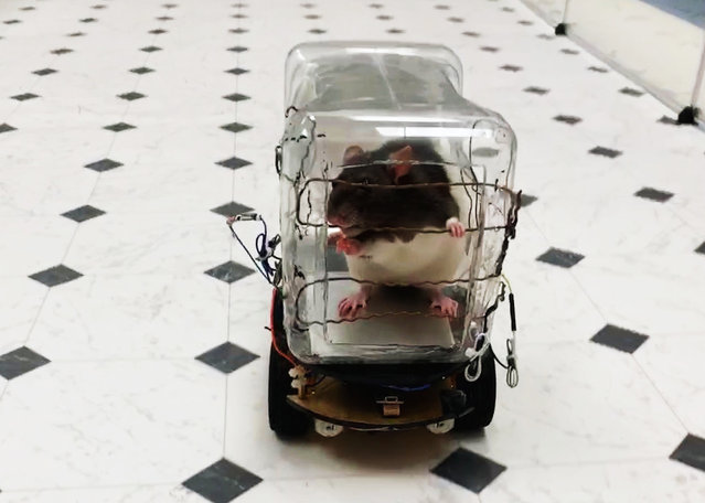This image courtesy of the University of Richmond shows a lab rat driving the “RatCar” on October 1, 2019, in Richmond, Virginia. Scientists have reported successfuly training the rodents to drive tiny cars in exchange for tasty bits of Froot Loops cereal, and found that learning the task lowered their stress levels. The study not only advances our understanding of how sophisticated rat brains are, but could one day help in developing new non-pharmaceutical forms of treatment for mental illness, senior author Kelly Lambert of the University of Richmond told AFP on October 23, 2019. (Photo by HO/University of Richmond/AFP Photo)