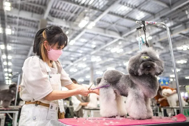 A dog is groomed during a contest at the “Interpets – International fair for a better life with pets” in Tokyo on April 1, 2022. (Photo by Philip Fong/AFP Photo)