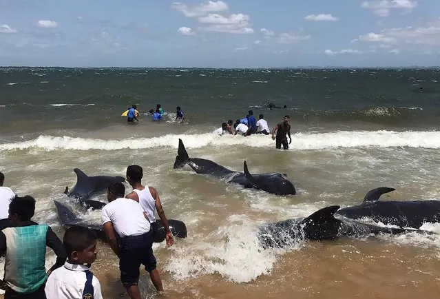 In this handout photograph released by the Sri Lankan Navy on June 1, 2017, members of the Sri Lankan Navy and local residents rescued a pod of about 20 stranded pilot whales off the island's northeastern coast on May 31 near the port of Trincomalee. Navy spokesman Chaminda Walakuluge said sailors with the help of residents pushed the whales back to deeper waters after they washed up on the Sampur coast. (Photo by AFP Photo/Sri Lankan Navy)