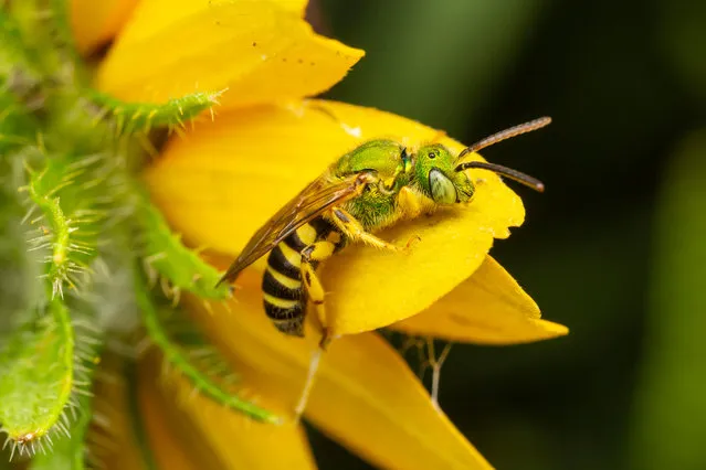 A male bicoloured striped sweat bee (Agapostemon virescens). (Photo by Clarence Holmes Wildlife/Alamy Stock Photo)
