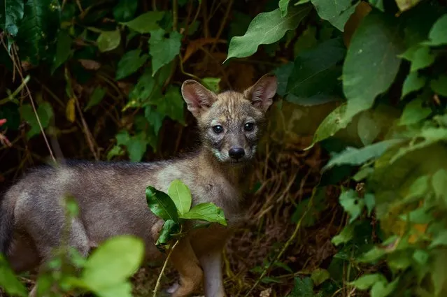 A baby golden jackal (Canis aureus) is peeking out of the jungle at Tehatta West Bengal India on April 20, 2022. (Photo by Soumyabrata Roy/NurPhoto via Getty Images)