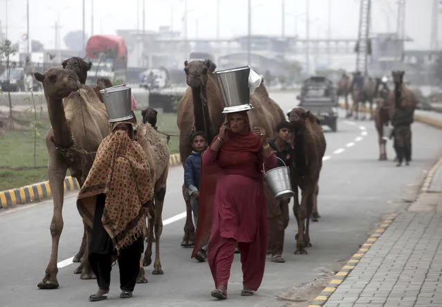 Pakistani nomadic women carry camel milk in pails, as they escort their herd in Peshawar, Pakistan, Wednesday, November 13, 2019. Milk sellers believe that camel milk cures many diseases including diabetes and renal failure. (Photo by Muhammad Sajjad/AP Photo)