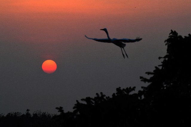 Photo taken on March 15, 2022 shows an egret flying against sunset at Xiangshan forest park in Xinjian District of Nanchang, east China's Jiangxi Province. Xiangshan in East China's Jiangxi, dubbed as the “egret kingdom”, a habitat where large flocks of egrets migrate to nest and breed during their breeding season each year. The population of the migrant bird has increased as efforts are enhanced to protect the habitat that is now a hot spot for photographers and bird observers. (Photo by Xinhua News Agency/Rex Features/Shutterstock)