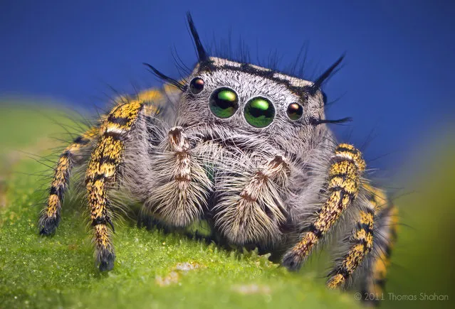 Adult Female Jumping Spider – Phidippus mystaceus