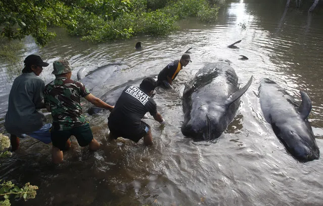 Rescuers pull dead whales ashore in Probolinggo, East Java, Indonesia, Thursday, June 16, 2016 during a mass rescue operation of stranded whales. Most of more than 30 stranded whales were managed to be pulled into the deep sea, an official said. (AP Photo/Trisnadi)