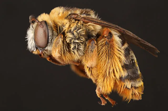 The female long-horned bee. (Photo by Alejandro Santillana/Insects Unlocked/Cover Images)