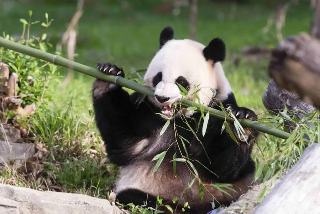 Giant Panda Mei Xiang snacks on bamboo at the Snithsonian's National Zoo in Washington, in this handout image taken on April 19, 2015 and obtained on August 10, 2015. The National Zoo's giant panda Mei Xiang is showing signs of being pregnant, the Washington zoo said on Monday, in a good development for the endangered species. (Photo by Connor Mallon/Reuters/Smithsonian's National Zoo)