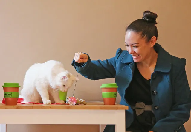 A customer plays with a cat as she drinks a coffee at Cat Cafe Melbourne on July 25, 2014 in Melbourne, Australia. Cat Cafe Melbourne is Australias first cat cafe. The cafe has several cats from rescue shelters which live at the premises. Patrons can watch and play with the cats while enjoying a coffee. Cat Cafes are becoming known world wide, the first opening in Taiwan in 1998. (Photo by Scott Barbour/Getty Images)