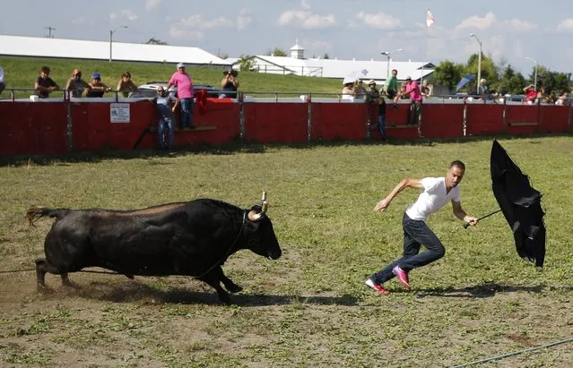 A fighting bull chases matador Marco Espinola during an Azorean “tourada a corda” (bullfight by rope) in Brampton, Ontario August 15, 2015. (Photo by Chris Helgren/Reuters)