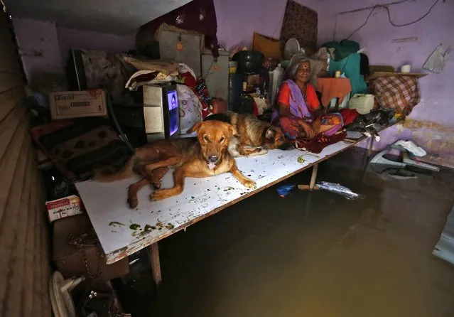 A resident sits with her dogs inside her flooded house after heavy monsoon rains in the western Indian city of Ahmedabad July 31, 2014. July, the second month of the monsoon season, usually gets the maximum rainfall, accounting for about a third of the seasonal downpour. (Photo by Amit Dave/Reuters)