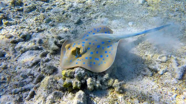Blue-spotted Stingray (Taeniura lymma) actively digs sandy bottom in search of food in Red sea, Egypt on June 25, 2022. (Photo by Andrey Nekrasov/ZUMA Press Wire/Rex Features/Shutterstock)