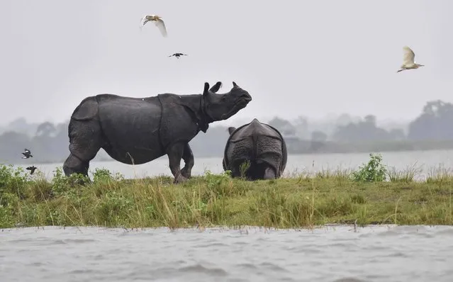 This file photo taken on July 10, 2017 shows Indian one-horn rhinoceroses next to flood waters on higher land at Kaziranga National Park, about 250 kilometres east of Guwahati, on July 10, 2017. Monsoon floods have killed 225 native animals in India's remote northeast, including 15 rare one-horned rhinos and a Bengal tiger, an official said August 21, amid heavy downpours across the region. (Photo by Biju Boro/AFP Photo)