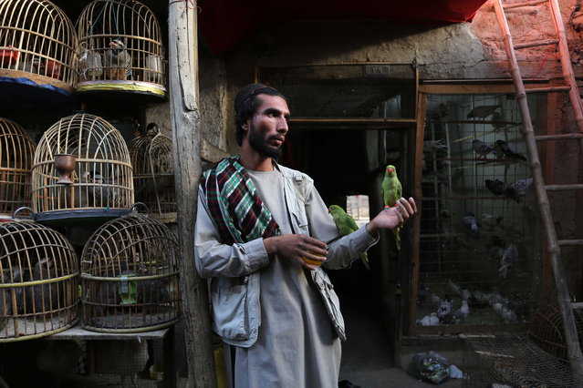 An Afghan vendor sells parrots at a market in Kabul, Afghanistan, 21 September 2024. (Photo by Samiullah Popal/EPA)