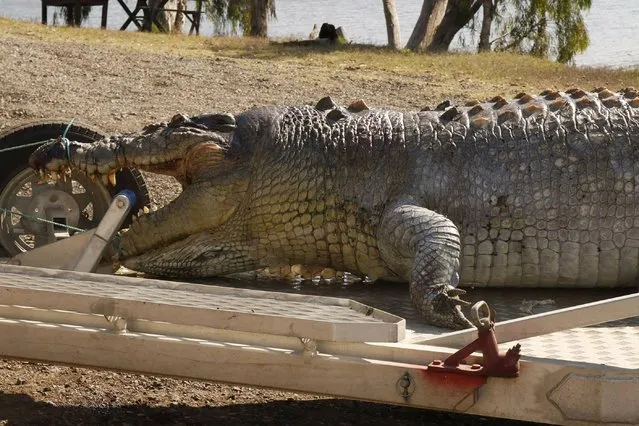 A handout photo taken on September 21, 2017 and received on September 22 from the Queensland Police Service shows a 5.2- metre male crocodile that was found in a creek along the Fitzroy River near Rockhampton with a single gunshot wound to the head. (Photo by AFP Photo/Stringer)