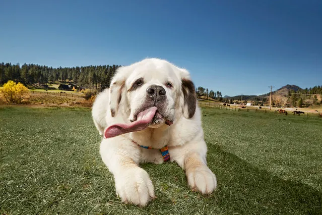 An eight-year-old St Bernard with the longest canine tongue in the world, measuring 18.58cm (7.31in) in length, as recorded by the Guinness World Records: Amazing Animals, in South Dakota, USA. (Photo by Kevin Scott Ramos/GWR/PA Wire)