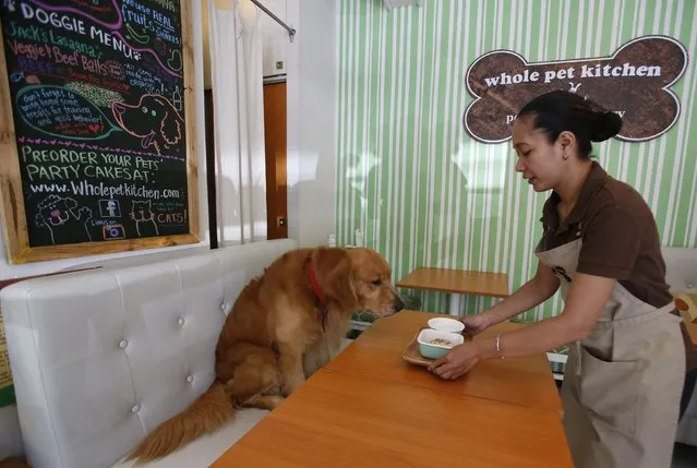 A server places a lasagna dish in front of a labrador retriever named Jack, at Whole Pet Kitchen, a human and pet restaurant in San Juan, Metro Manila September 6, 2014. The restaurant serves snacks and mains made with human-grade ingredients, which are both edible for humans and their pets, restaurant owner Giannina Gonzales said. (Photo by Erik De Castro/Reuters)