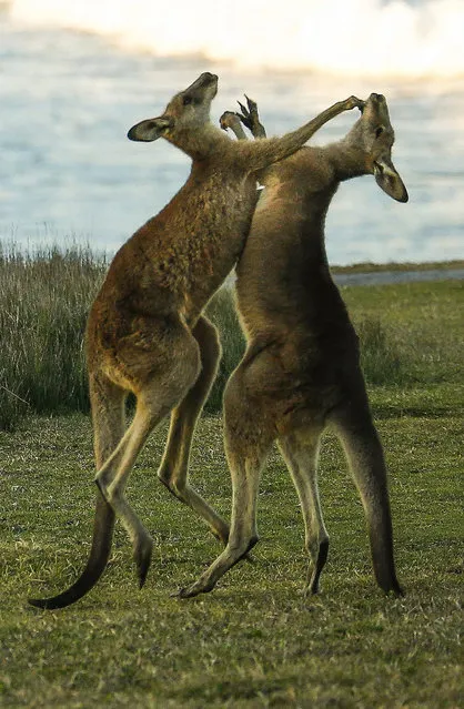A stand-up fight between two kangaroos in a field near Coffs Harbour, Australia 9 september 2015 captured during the Rally Australia. Ambiance during the shakedown of  Coates Hire Rally Australia 2015, Coffs Harbour, New south Wales, Australia, September 9, 2015. (Photo by EPA/Reporter Images)