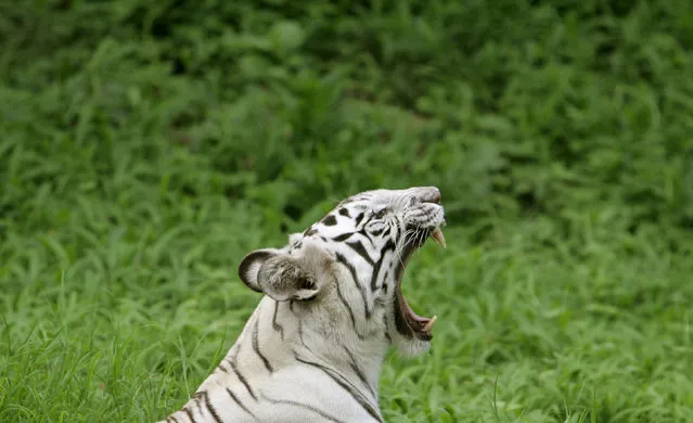 An Indian white tiger yawns inside its enclosure at a zoological park in Kolkata July 2, 2007. (Photo by Parth Sanyal/Reuters)