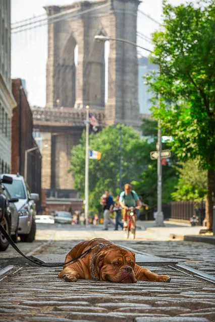 French Mastif rests near the iconic Brooklyn Bridge. While very affectionate, this breed is also known to be quite flatulent, which can be handy when you want to clear a room. (Photo by Mark McQueen/Caters News Agency)
